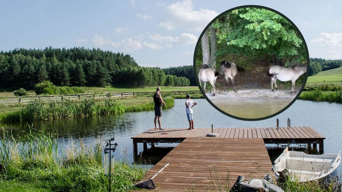 Nietypowy widok na Mazurach. Turystka szybko wyciągnęła telefon