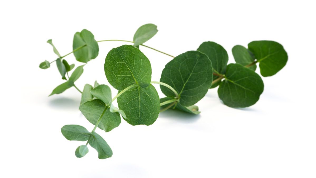 Liście eukaliptusa – właściwości i zastosowanie