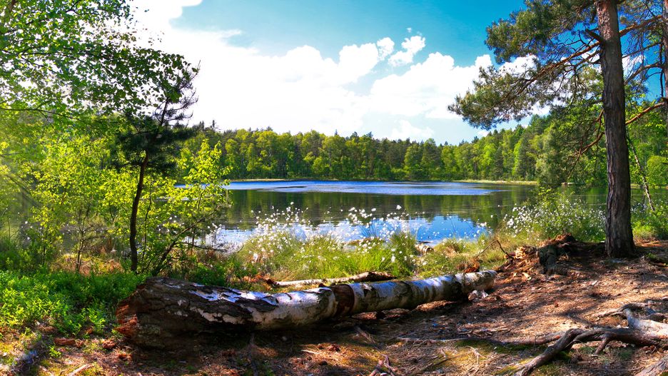 las, panoramiczny, drzewo, jezioro, poranek, natura, trawa, krajobraz, park, przyroda