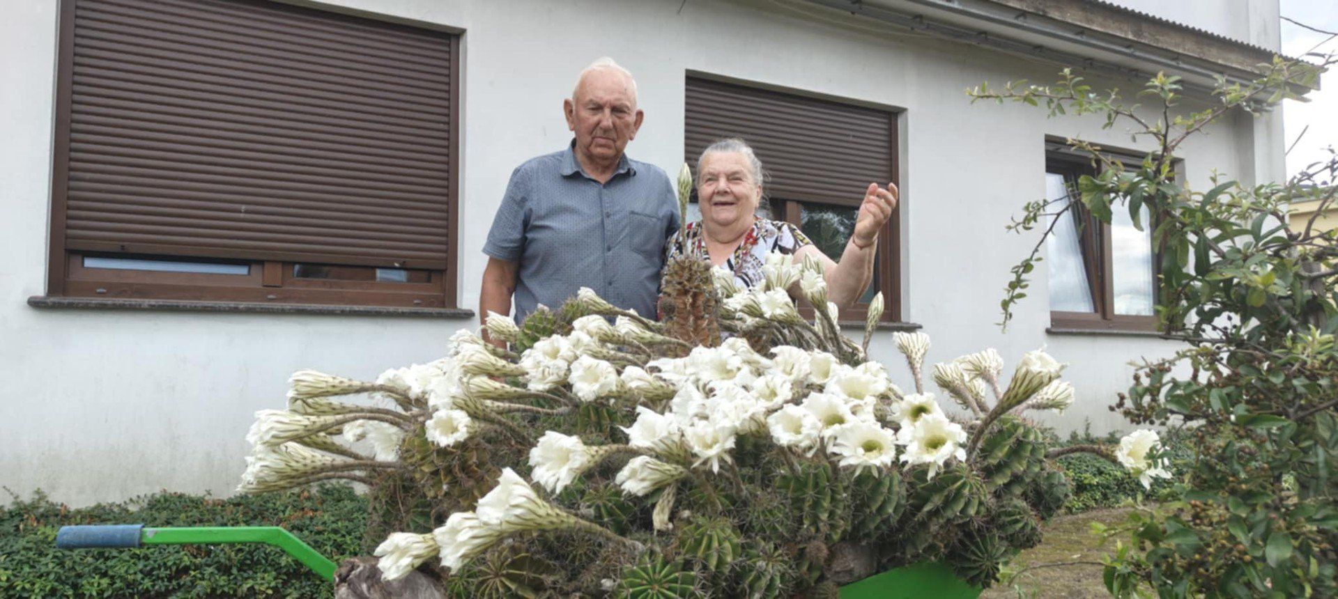 Kaktus zakwitł dokładnie 22 lipca. Akurat tego dnia państwo Grobelni obchodzili 58. rocznicę ślubu. 