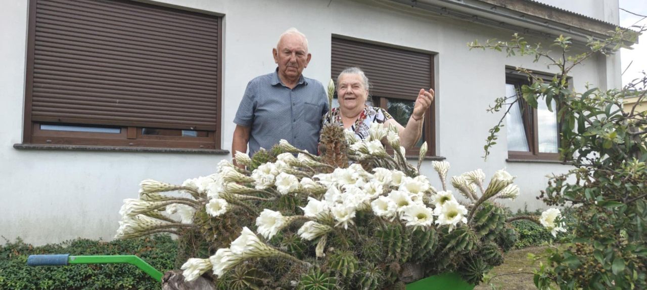 Benice: Znów zakwitł gigantyczny kaktus. To ewenement na skalę regionu