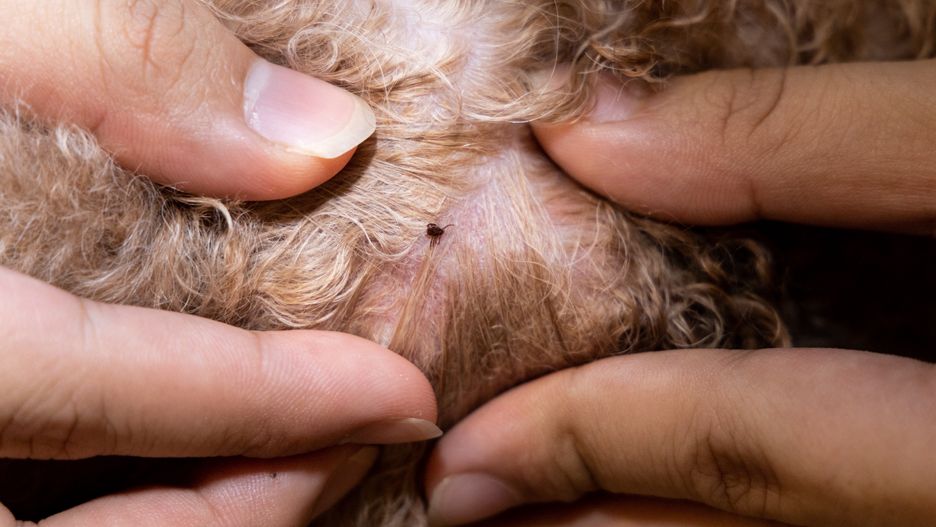 Close-up of blood sucking flea tick found on pet dog body after shower
THAM KEE CHUAN
animal, bath, blood, brown, canine, cleaning, close-up, closeup, danger, disease, dog, flea, fur, hair, health, hound, insect, leech, macro, medical, mite, nature, parasite, pet, pup, puppy, skin, tick, ticks