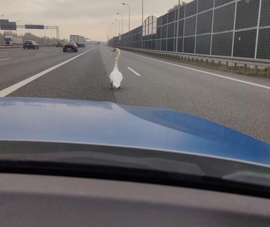 Jechali autostradą. Nagle dostrzegli go na jezdni