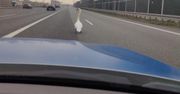 Jechali autostradą. Nagle dostrzegli go na jezdni