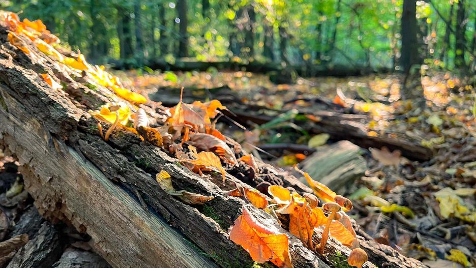 pogoda jesień las liście drzewo natura