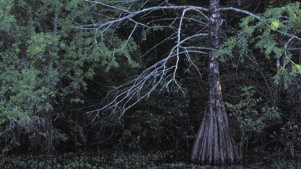 Zakupiony przez Ikeę obszar obejmuje lasy nad dorzeczem Altamaha