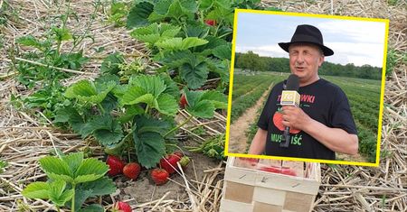 Rolnik zaprasza na samozbiór truskawek. Maksymalnie 200 osób
