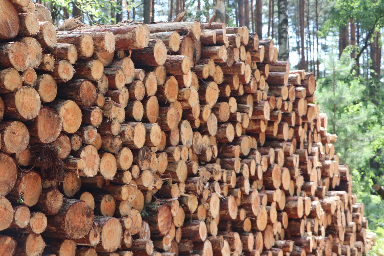 PE daje zielone światło strategii leśnej. PiS: "skutki będą katastrofalne"