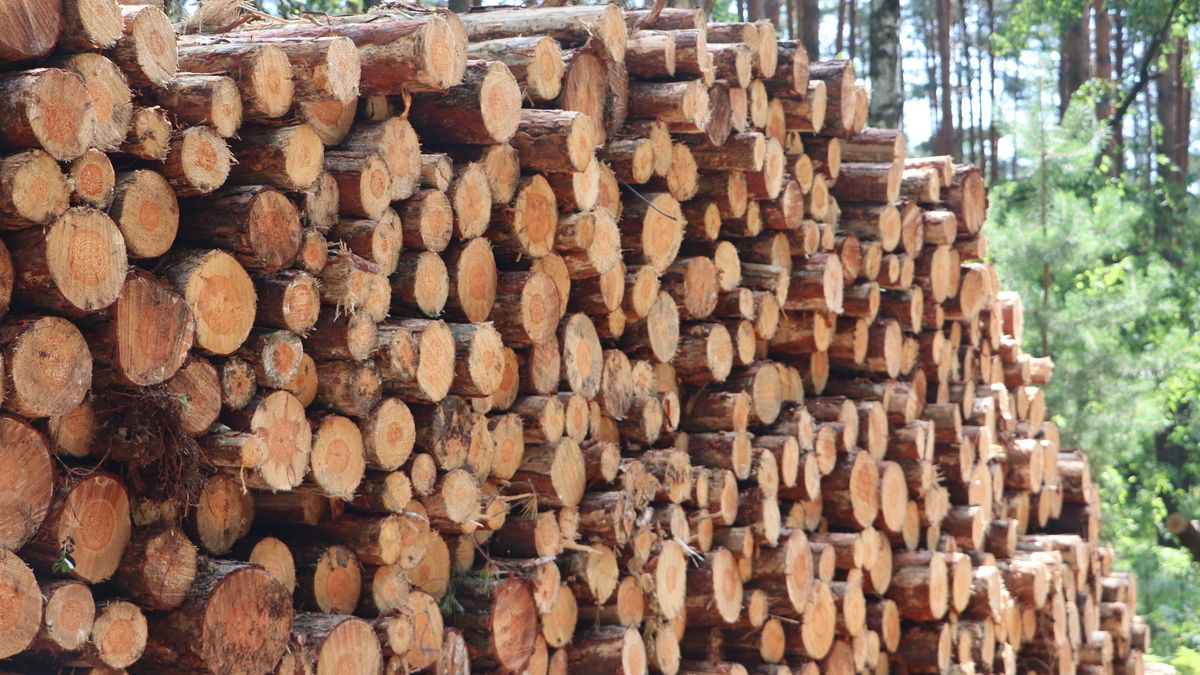 drewno, las, wycinka, sosna, przeróbka drewna, pozyskanie, drwal, sterta, polano, czas, drzewa, pnie