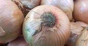 Źródło młodości. Ta cebula chroni też przed rakiem