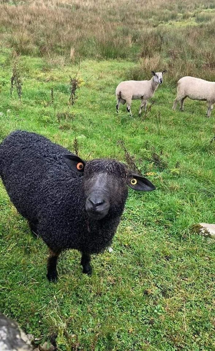 Przykład pareidolii.