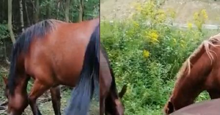 Biegały po drodze krajowej w Świdnicy. Zdziwieni ludzie wezwali policję