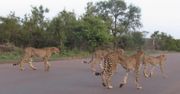 Lwica kontra pięć gepardów. Rywalizacja o posiłek w Parku Narodowym Krugera