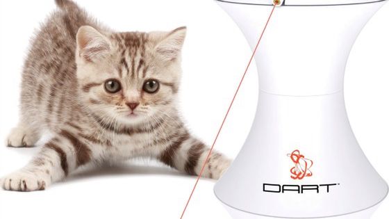 Laser dla kota i psa 1