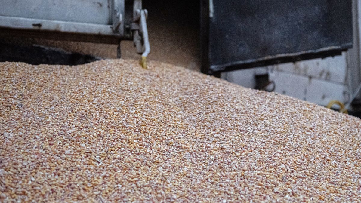 BYDGOSZCZ, POLAND - FEBRUARY 25: Piles of corn lying on the ground near train cars in the village of Kotomierz, Kuyavian-Pomeranian region, Poland on February 25, 2024. Eight wagons of a freight train containing corn, coming from Ukraine according to Kyiv, were opened and their contents dumped on a railway track in Poland. (Photo by Stringer/Anadolu via Getty Images)