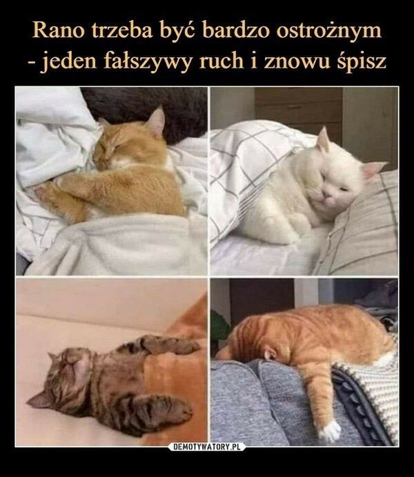 Memy o śpiochach