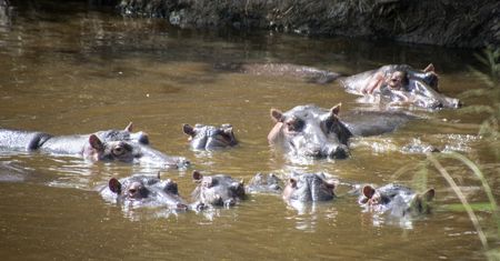 Zabiją hipopotamy Escobara. Kolumbia musi je uśpić