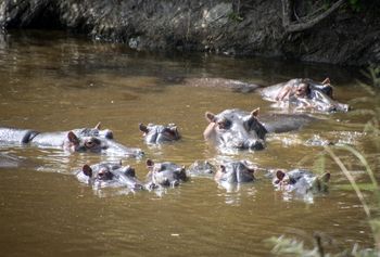 Zabiją hipopotamy Escobara. Kolumbia musi je uśpić