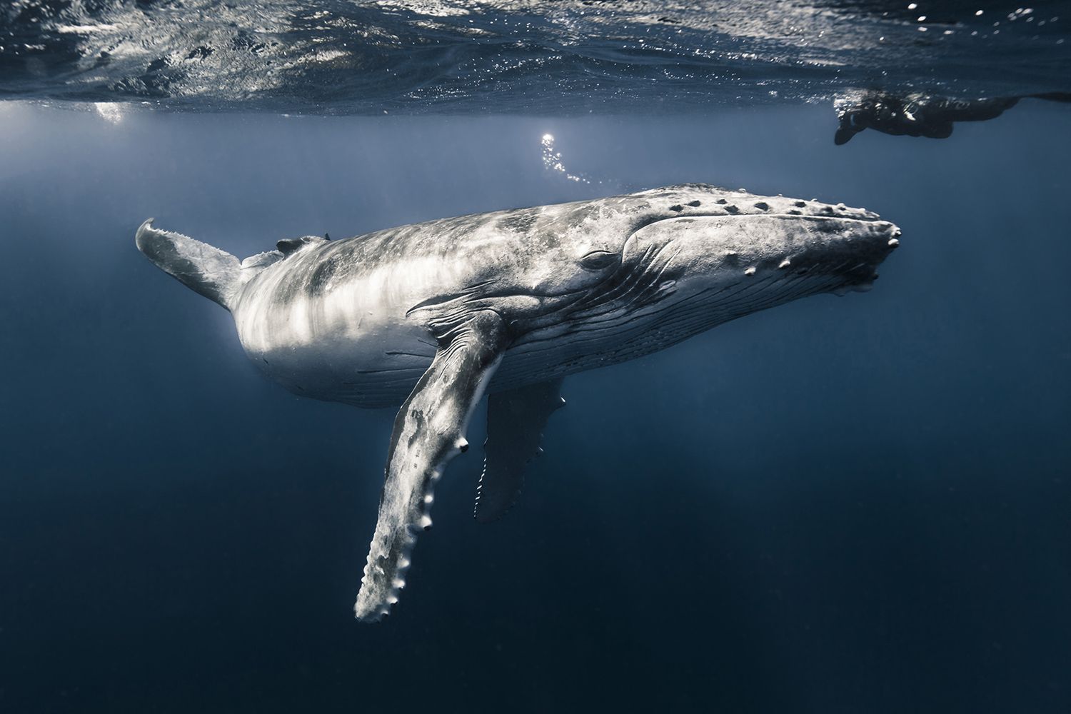 Takiego świata nie znacie. Oto najpiękniejsze zdjęcia podwodne w konkursie Underwater Photographer of the Year 2017 2
