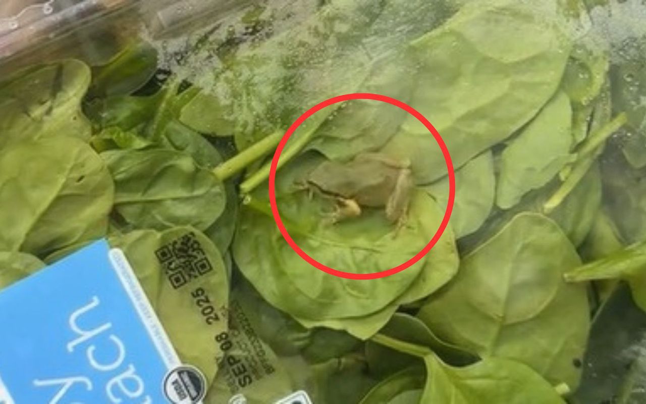 Odkrycie w paczce szpinaku. "Nowe znaczenie słowa organiczny"