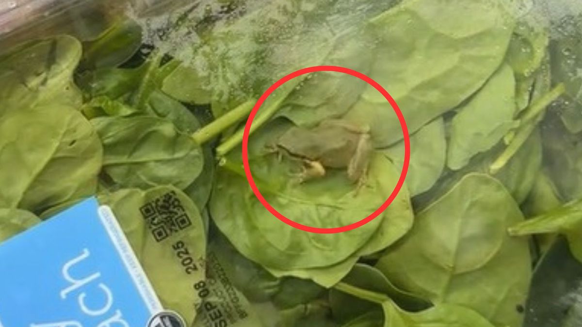 Żaba w szpinaku. Nagranie z Tik Toka