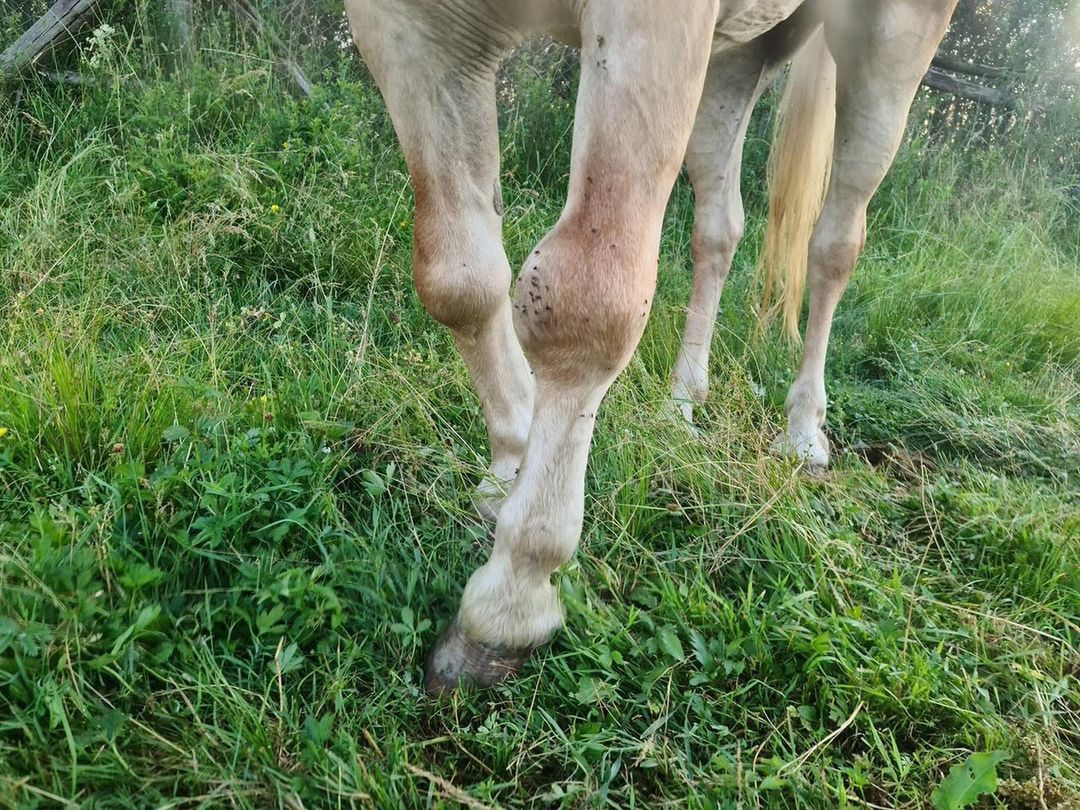 Ekostraż musiała ratować konia Antoniego Gucwińskiego