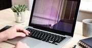 Wdzierają się do domów. Małe robaczki mogą uszkodzić komputer i telefon