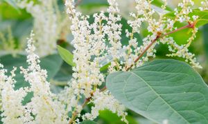 Sprowadzono ją jako ciekawostkę. Szybko wymknęła się spod kontroli