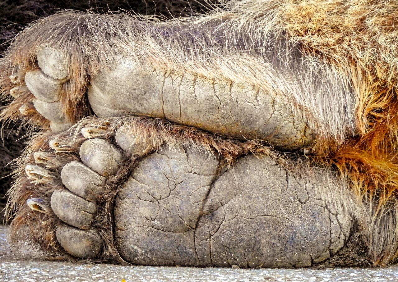 They searched for Bigfoot in the mountains. Two men are dead.
