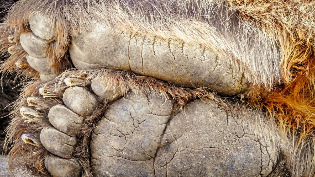 W górach szukali Wielkiej Stopy. Nie żyje dwóch mężczyzn