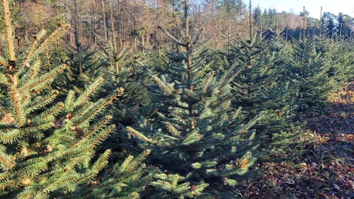 Leśnicy z Poddębic oferują świąteczne drzewka.