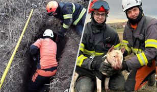 Gang nutrii zaatakował bulteriera. Na pomoc ruszyli strażacy