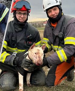 Gang nutrii zaatakował bulteriera. Na pomoc ruszyli strażacy