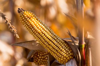 Polska kukurydzą stoi. Najwyższy poziom w historii zbiorów