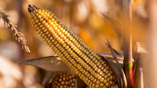Polska kukurydzą stoi. Najwyższy poziom w historii zbiorów