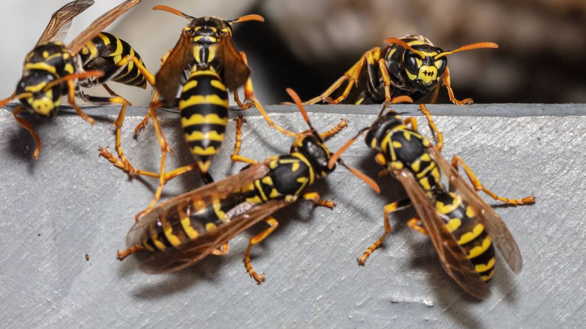 Jak odstraszyć osy?