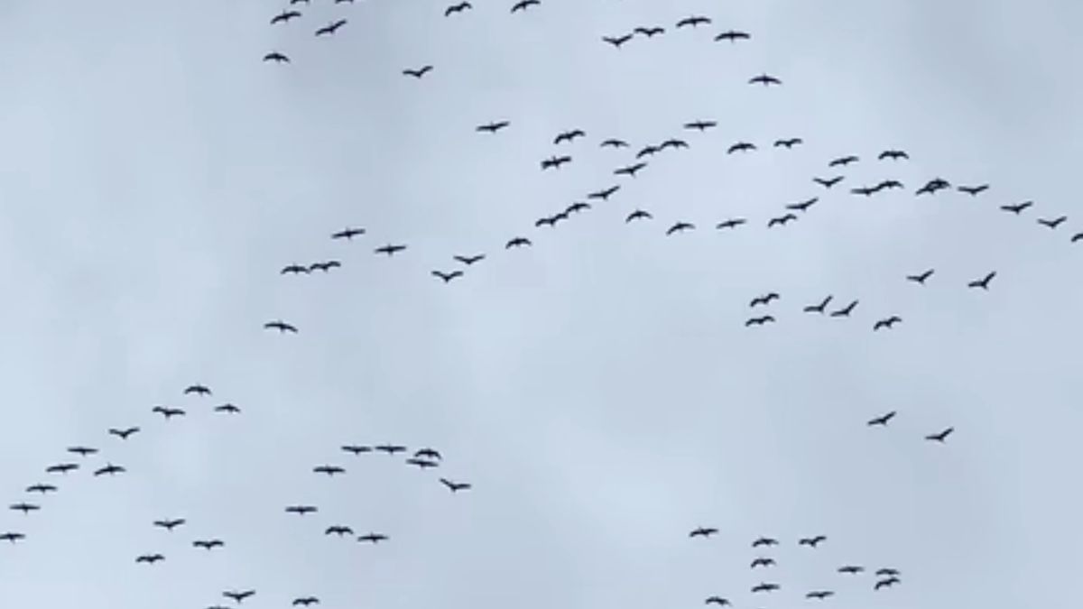 Leśnik Kazimierz Nóżka zarejestrował niezwykłe nagranie.