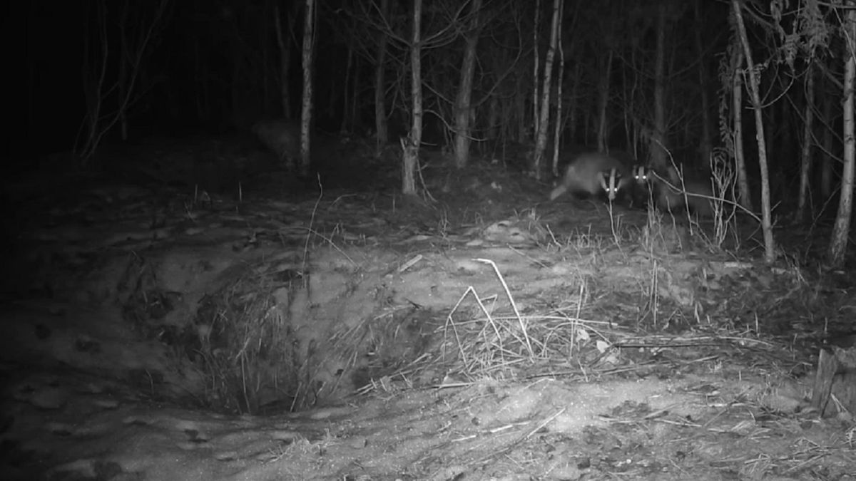 Borsuki korzystają z uroków lekkiej zimy