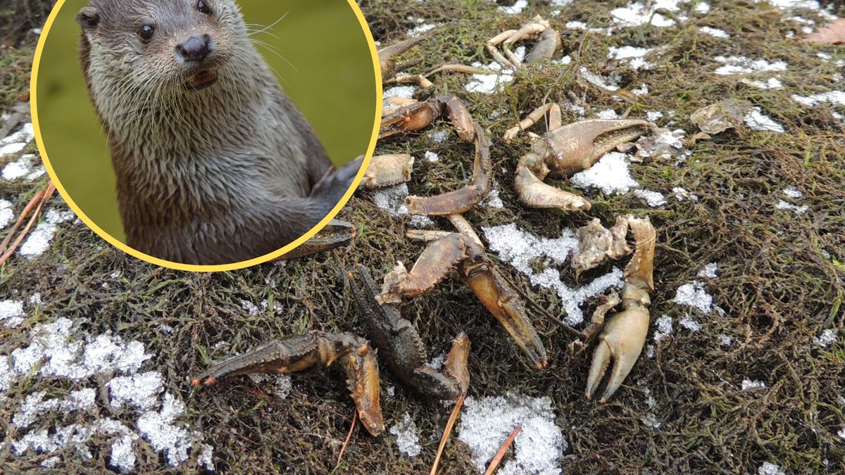 Po zdjęciu można poznać, że wydra miała spory apetyt!