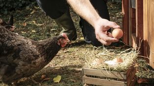 Niemiec posadził las i wpuścił 2800 kur. Stworzył farmę przyszłości