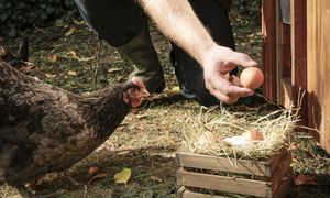 Niemiec posadził las i wpuścił 2800 kur. Stworzył farmę przyszłości