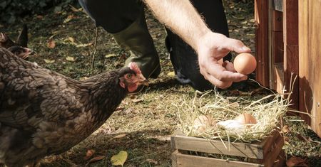 Niemiec posadził las i wpuścił 2800 kur. Stworzył farmę przyszłości