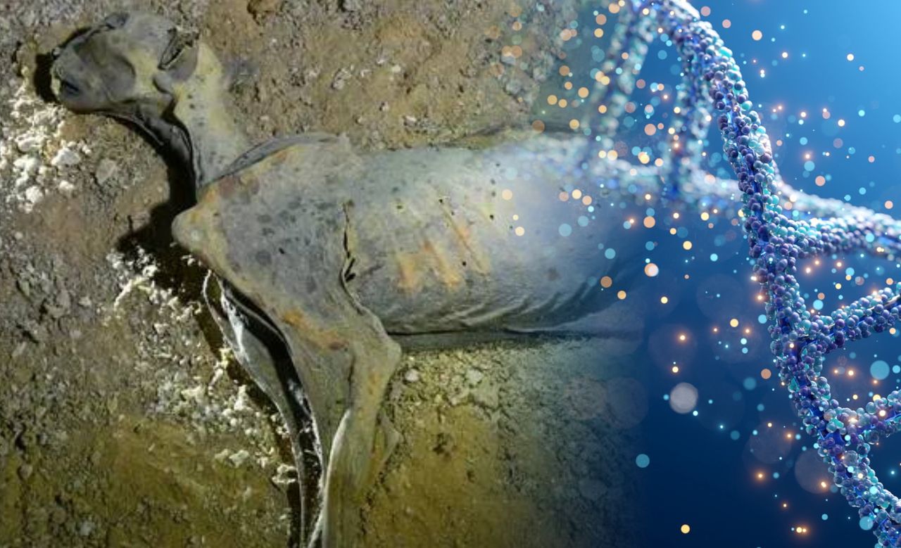 Mumie gepardów z saudyjskich jaskiń. Badacze odsłonili zaskakujące pochodzenie