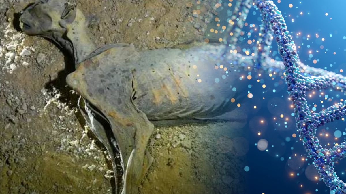 Przebadali mumie gepardów. Co odkryli?