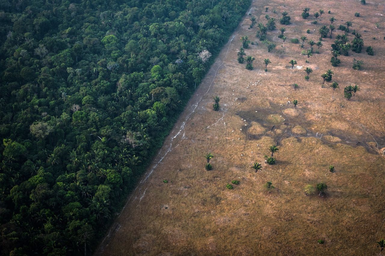 Rekord-Tempo: Regenwald-Vernichtung erreicht neuen Höchststand