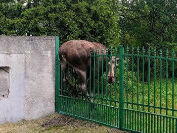 Boli od samego patrzenia. Te ogrodzenia to "śmiertelna pułapka"