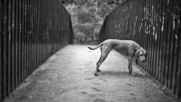 "Frymografia" - Dogville, czyli świat równoległy 1