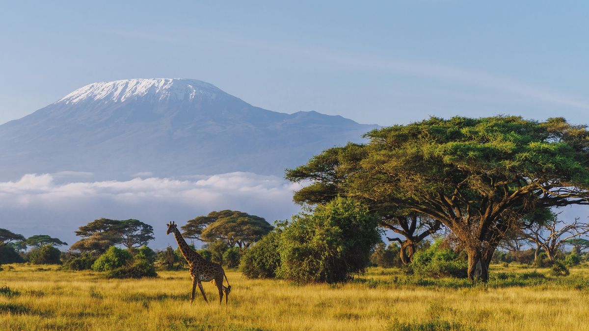 Masai giraffe in front of Kilimanjaro mountain in Amboseli National Park, Kenya
Masai giraffe in front of Kilimanjaro mountain in Amboseli National Park, Kenya
pawel.gaul
