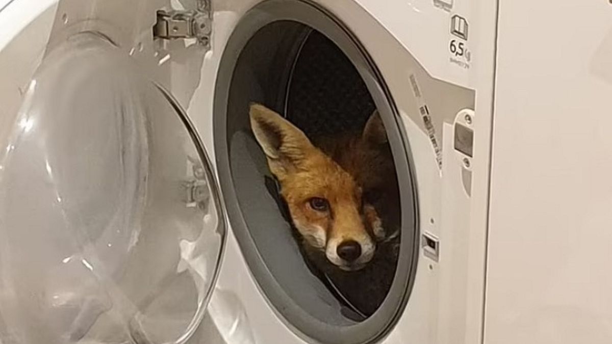 Kobieta znalazła lisa w swojej pralce