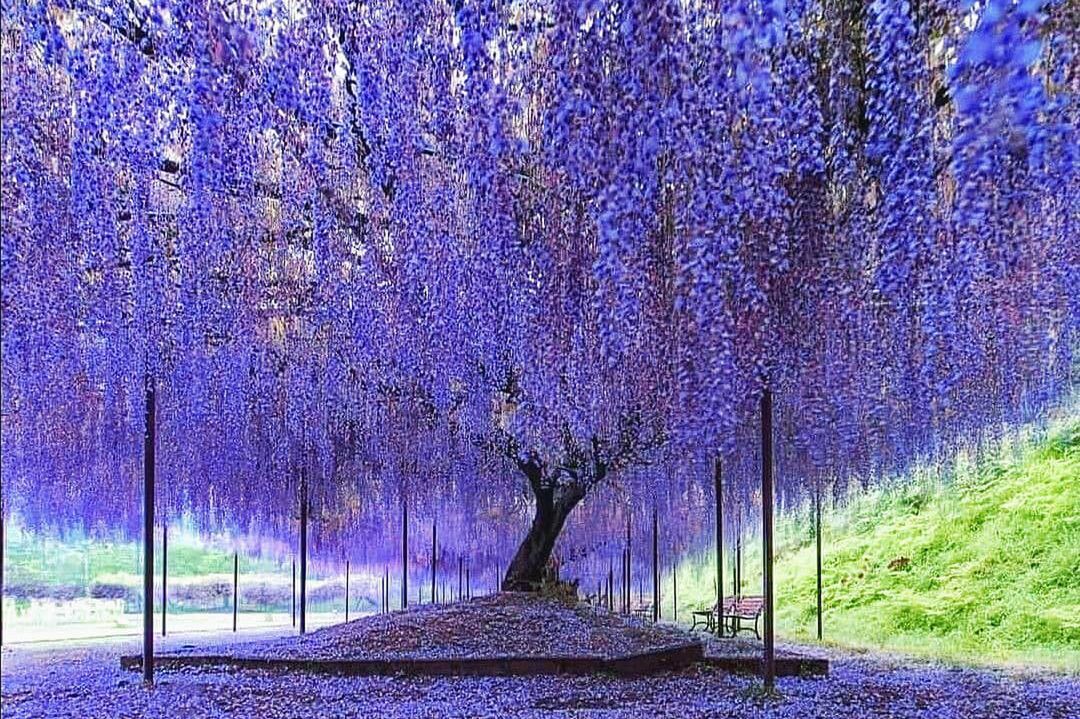 Japonia wiosną to najpiękniejsze miejsce na ziemi